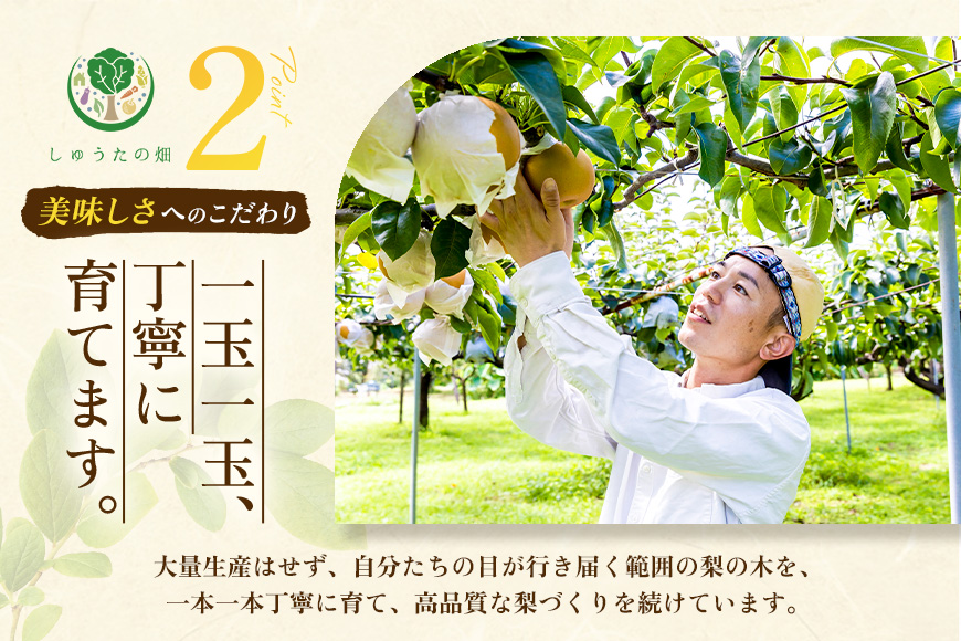 【先行予約】 しゅうたの畑 あふれる果汁 幸水梨 6玉から7玉 【2026年7月下旬から8月上旬 出荷予定】 梨 なし ナシ 幸水 こうすい 果物 くだもの フルーツ 果実 ジューシー 産直農園 お取