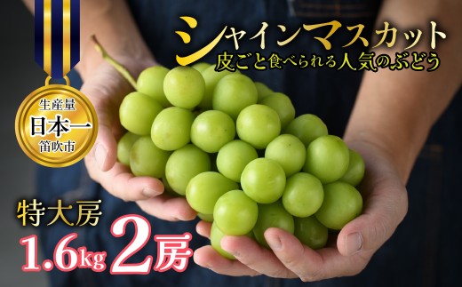 【2026年発送★先行予約】山梨県笛吹市産 シャインマスカット 2房 約1.6kg 特大房 皮ごと食べられる人気のぶどう 262-004-26y
