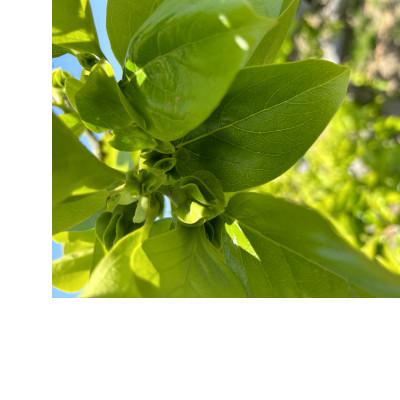 ふるさと納税 多気町 【令和8年先行予約】優しい農園　次郎柿　特選玉　5kg　20数玉目安　数量限定 |  | 03