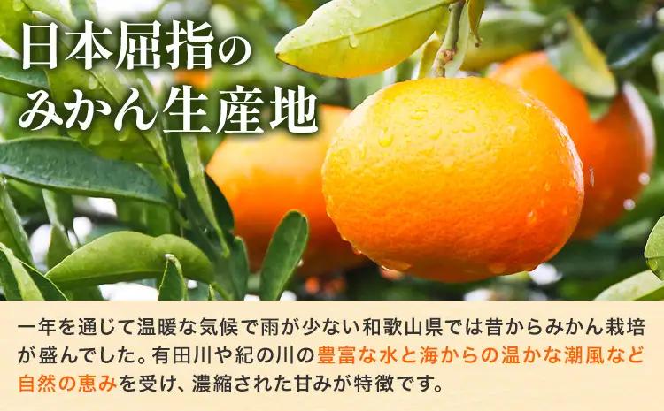 みかん 農園直送 有田の旬の食べごろ みかん 約5kg