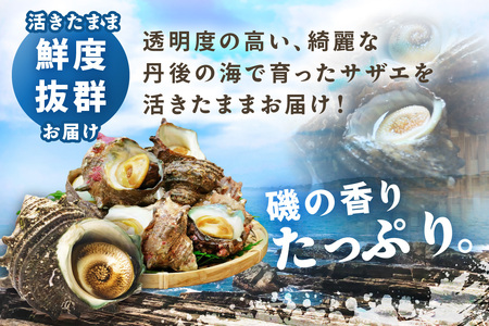 日本海 活サザエ／最高鮮度の生きたまま発送！日本海荒波育ち京丹後産さざえ2kg　北畿水産　活サザエ・サザエ刺身・サザエ造り・壷焼き