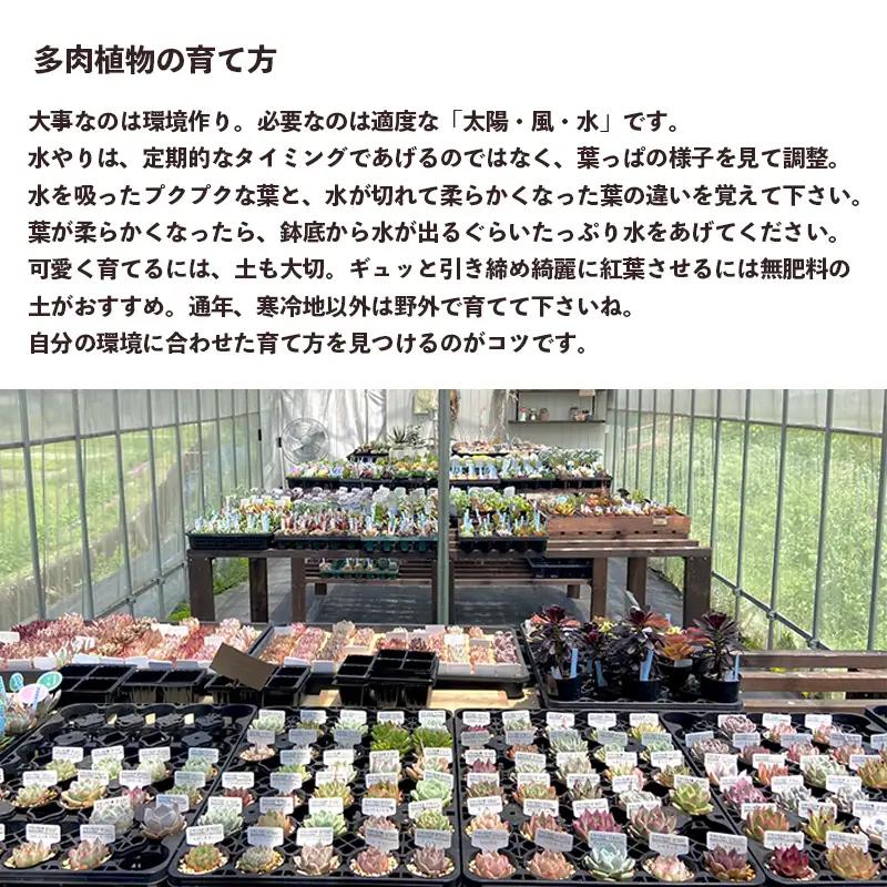 【 多肉植物 4月発送】 エケベリア 5個 おまかせ セット 【数量限定】