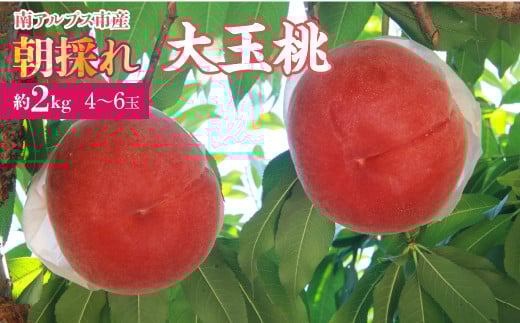 ＜2026年発送先行予約＞厳選！南アルプス市産　朝採れ大玉桃　約2kg（4～6玉） ALPDD004
