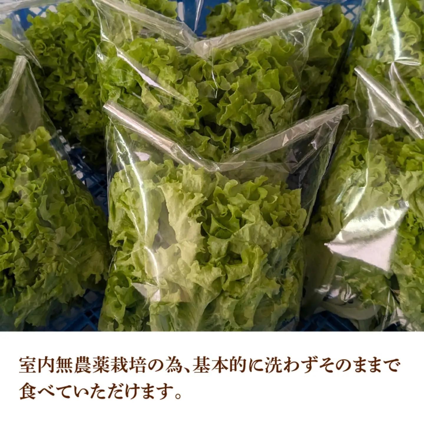 採れたてフレッシュな無農薬リーフレタス 8個入り　野菜 夏