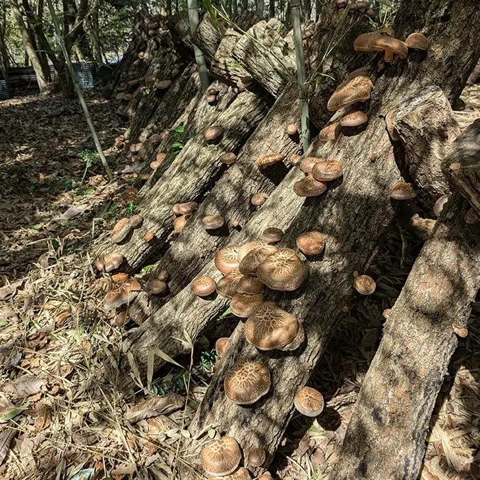 京都丹波 原木しいたけ 500g 丹波かなまろんふぁーむ