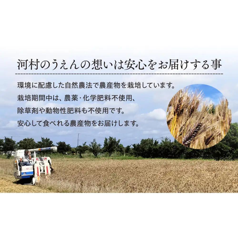 AB1-010 千葉県長生村産　自然栽培　ダイシモチ麦（六条大麦）300g×8袋