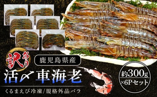 
            活き〆冷凍車海老 規格外品バラ　約300g×6Pセット
          