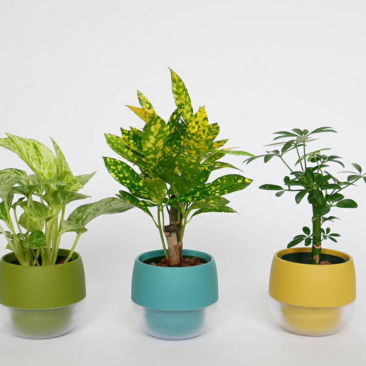 【ふるさと納税】 観葉植物 キュートビビスモーキー 3個 セット B [三浦園芸 愛知県 岡崎市 ok23bzw830007] インテリア 水耕栽培 ミニ 植物 ハイドロコーン 発砲煉石 陶器 管理方法 緑のある暮らし 育てやすい 初心者 手軽