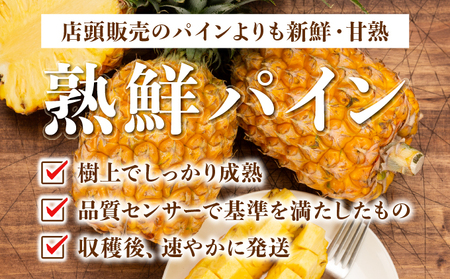 ２０２５年発送予約【手でちぎって食べる楽しさ】沖縄　西表島　熟鮮スナックパイン2㎏（2～3玉）