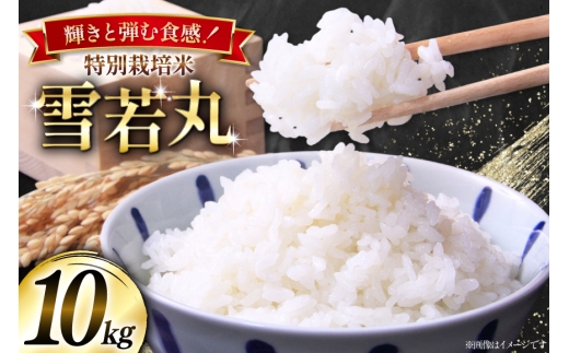 米 令和7年産 特別栽培米 雪若丸 10kg(5kg×2) [本田勇仁 山形県 高畠町 tk06bgj910001] お米 白米 精米 ごはん ご飯 ブランド米 