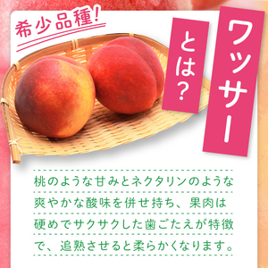 【2026年8月上旬より順次発送】【数量限定】希少品種！ワッサー 約２キロ（8-10個）【フルーツ 果物 桃 ネクタリン くだもの デザート おやつ 水戸市 茨城県】（MA-3）