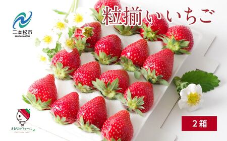 《2026年3月以降順次発送》粒揃い贈答用いちご2箱 フルーツ 果物【まるなかファーム株式会社】