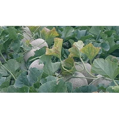 【2026年7月中旬以降発送】北海道　くんねっぷメロン5玉 【配送不可地域：離島・沖縄県】