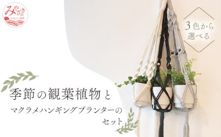 《白》季節の観葉植物と3色から選べるマクラメハンギングプランターのセット 観葉植物 飾り インテリア マクラメ編み マクラメ ハンギング プランター 鉢 白 ホワイト 手編み おしゃれ 植物 室内