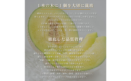 【定期便6ヶ月】『組合直送』アローマメロン1.3kg