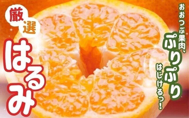 
            ＜2月より発送＞厳選はるみ2.5kg+250g（傷み補償分）【先行予約】【デコポンの姉妹品種・新食感春みかん】【光センサー選別】【ikd048C】
          