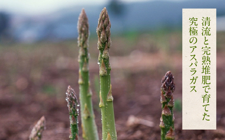 先行予約（2026年5月から順次発送）高級アスパラガス 隆至の龍 1kg（約50本入り）レギュラーサイズ【119-2】