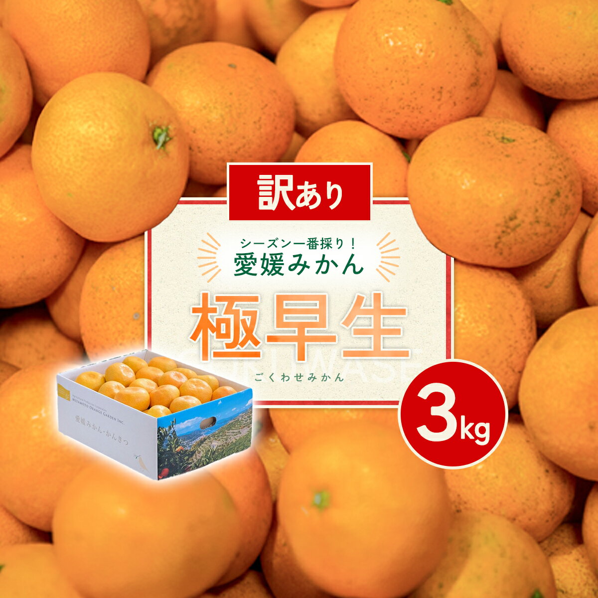 【ふるさと納税】【先行予約】＜訳あり 愛媛県産 極早生みかん 合計約3kg＞ 『2026年10月以降順次出荷予定』 みかん フレッシュ ご家庭用 ご自宅 ごくわせ キロ 果肉 お試し 果物 柑橘 フルーツ オレンジ 国産 濃厚 産地直送 ミヤモトオレンジガーデン 愛媛県 西予市【常温】