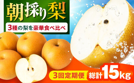 【3回定期便】 朝採り旬の梨 食べ比べ 約5kg/1回 梨定期便 フルーツ定期便 梨 ナシ なし フルーツ 果物 / 大村市 / 産直松吉[ACZC010]