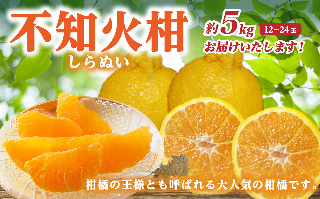 【先行予約】 不知火柑 （デコポンと同品種） 約5kg 12～24玉 しらぬい 柑橘 果物 くだもの フルーツ 熊本県 【2026年1月下旬より順次発送】