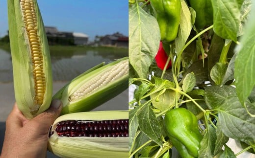 A322 アッキーファームの旬の野菜詰合せ福袋 （野菜3種） _イメージ3