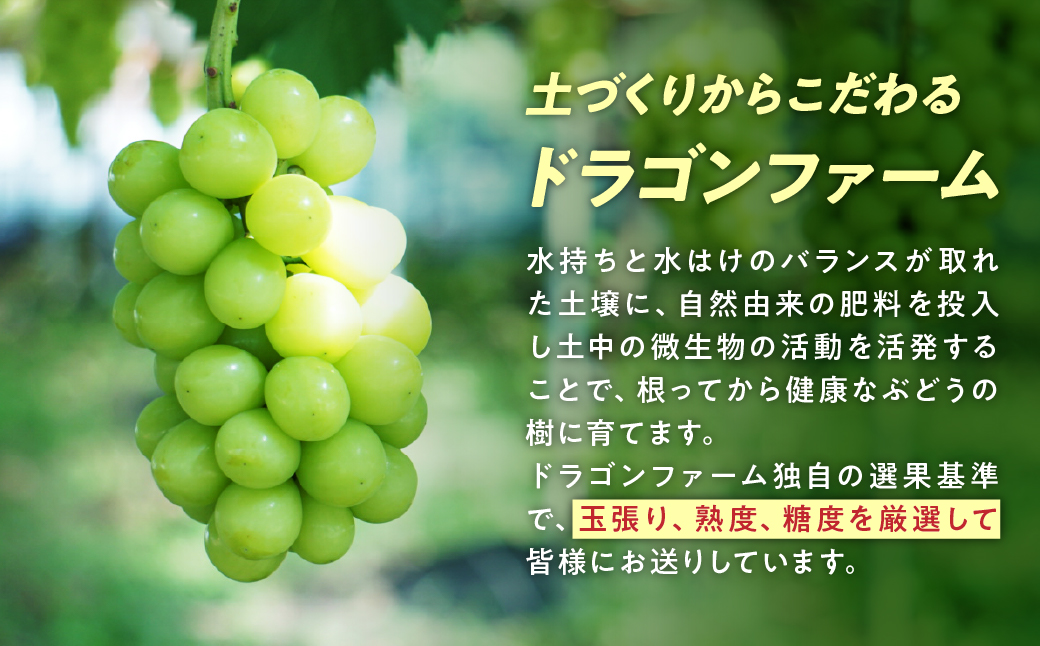 【2025年発送】土にこだわったシャインマスカット 2㎏ 3房以上 先行予約 山梨県産 国産 産地直送 人気 おすすめ 贈答 ギフト お取り寄せ フルーツ 果物 くだもの ぶどう ブドウ 葡萄 新鮮 