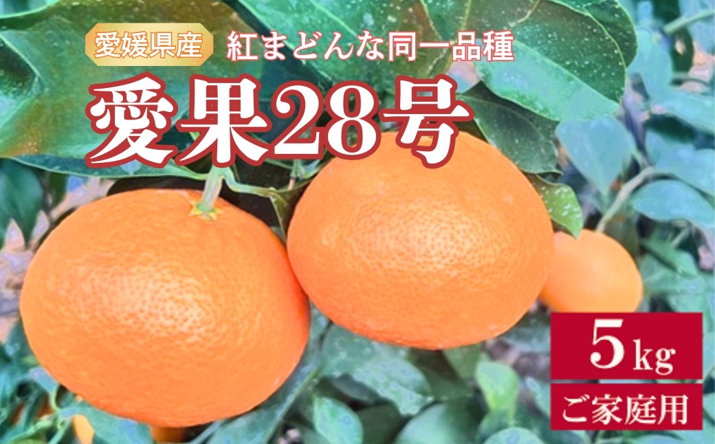 
                  愛果28号 5kg ご家庭用 紅まどんなと同一品種 農園直送 先行予約 【12月中旬から順次発送予定】 愛媛 数量限定 愛媛県産 人気 柑橘 伊予市 | B256
                
