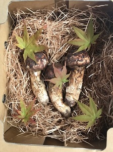 長野市収穫 松茸 約500g(4～8本)野菜 きのこ まつたけ