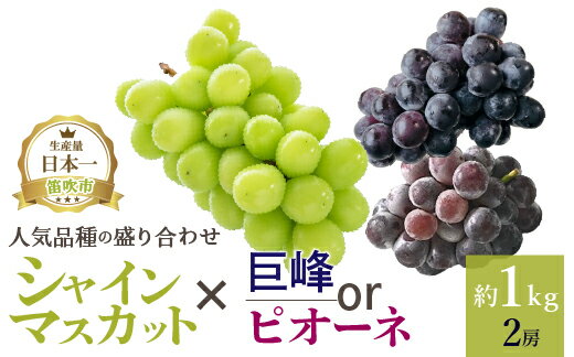 先行予約 大人気 ぶどう2種盛り合わせ シャインマスカット 巨峰 or ピオーネ (1.0kg ) 池田青果 厳選※沖縄県・離島への発送不可となります。※常温配送