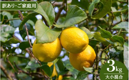 【来シーズン先行予約】《訳あり・ご家庭用》和歌山県産完熟レモン（3kg・大小混合）皮まで使用可能！【2026年1月中旬より順次発送予定】 / れもん ワケアリ ノーワックス 柑橘 産地直送 由良町 和歌山【uttn023】
