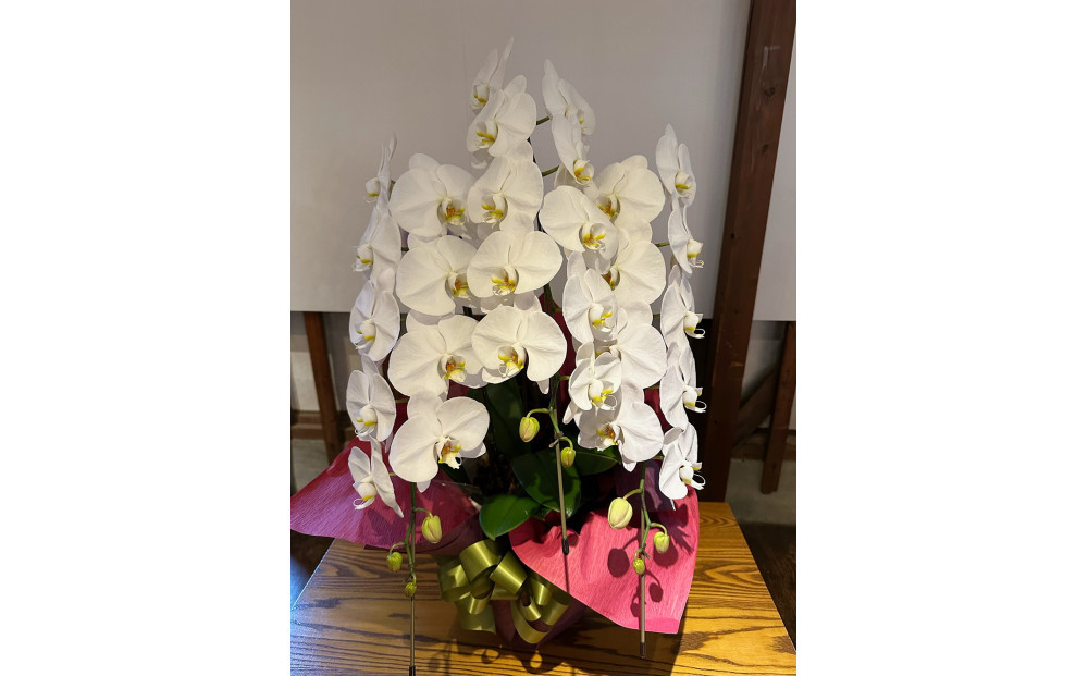 品質抜群　胡蝶蘭3本立て 372013_KN003