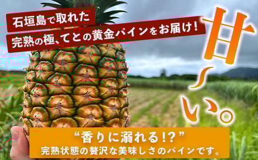 《2026年5月中旬以降順次発送》【先行予約】香りに溺れる！？ 完熟の極 てとの黄金パイン大玉約2kg【 沖縄 石垣 ゴールデン パイン パイナップル 完熟 セット フルーツ デザート オリジナル 】