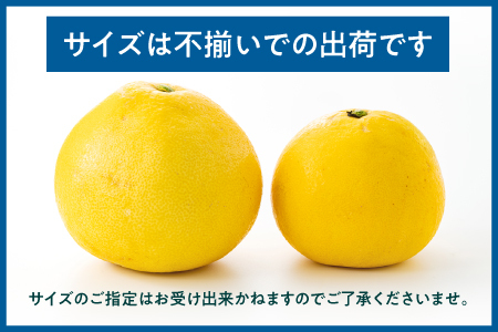 AA092.【予約受付・期間限定商品】福岡柑橘王国・文旦（２０２４年２月～３月配送予定）
