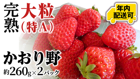 【12/17までの申込で年内にお届け！】 完熟 かおり野 約260g×2パック 年内お届け 国産 いちご イチゴ 苺 果物 フルーツ 茨城県産 KEK[BC081sa]