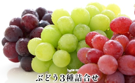 【2026年先行予約】ぶどう3種セット 約420g ぶどう