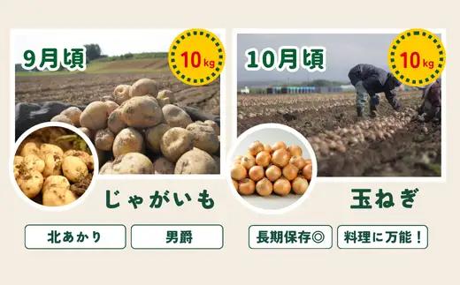 野菜セット 【令和9年産予約受付】5回 定期便 美瑛の四季 白金（大） 野菜詰め合わせ