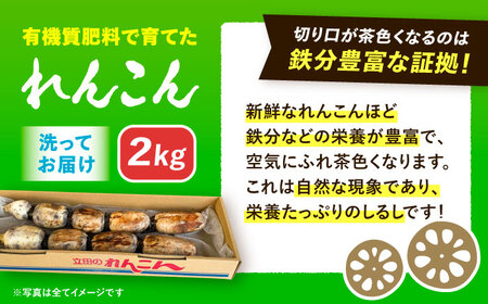 ＼毎年10月より順次発送／＼朝採れ／ 洗いれんこん 2kg レンコン 蓮根 産地直送 野菜 愛西市 / 山三レンコン 【配達不可：離島】[AEBK005]