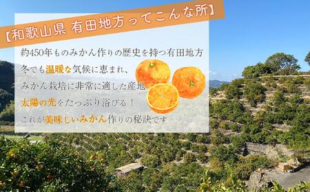 【先行予約】和歌山県産 有田みかん 大粒サイズ 2.5kg