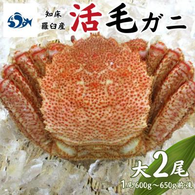 ふるさと納税 羅臼町 【先行予約】活毛がに 大サイズ 2尾(1尾 600g〜650g前後) 4月中旬以降順次発送