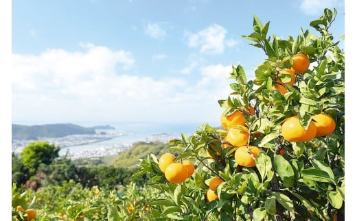 有田みかん「風のしるし」（約10kg）(A241-2)