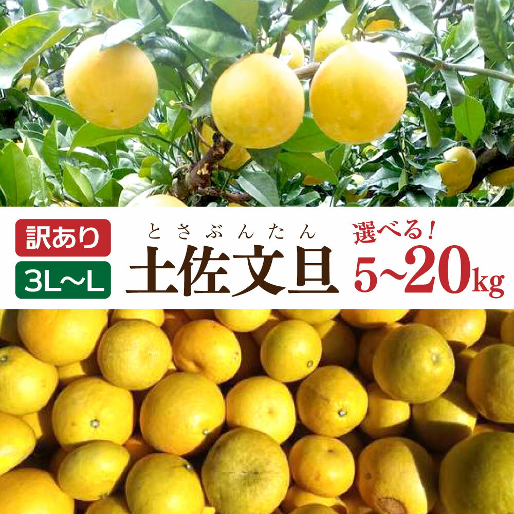 【ふるさと納税】土佐文旦 文旦 訳あり 大玉入り 選べる内容量 5~20kg 5~20キロ 3L～L ぶんたん ブンタン フルーツ 柑橘 みかん 果物 くだもの 柑橘類 デザート 家庭用 ご自宅用 お取り寄せ 松岡ぶんたん園 国産 常温 配送 故郷納税 ふるさとのうぜい 返礼品 高知県 土佐市