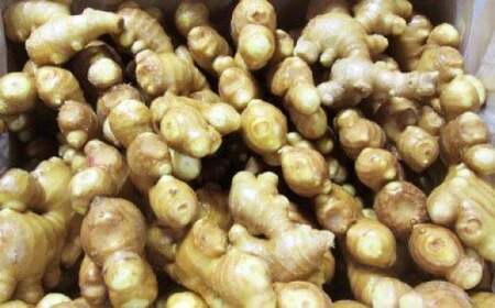 こだわり農法の生姜 (水洗い250g) 生姜［1100-2］