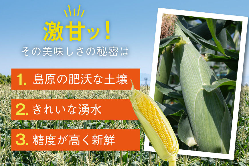 AJ454【令和8年度出荷分】 とうもろこし スイートコーン イエロー 2kg 5本 2Lサイズ [ トウモロコシ コーン ゴールドラッシュ 野菜 2キロ さかいさんち SAKAI FARM 長崎県 