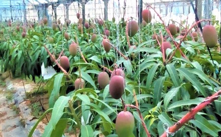 2024年発送【ファーム又吉】A級品アップルマンゴー　2kg 先行予約