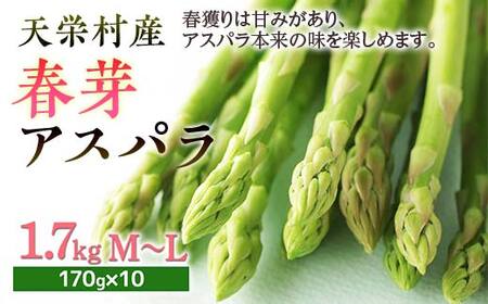 【先行予約】 ≪天栄村産≫ 春芽アスパラM～Lサイズ 1.7kg F21T-439