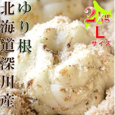 ふるさと納税 深川市 【令和7年産先行受付】北海道深川市産　ゆり根(Lサイズ)　2kg