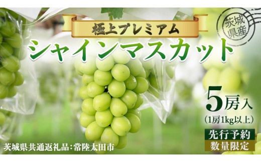 
                  【 先行予約 】茨城県産 極上プレミアム シャインマスカット 1房1kg以上 数量限定 5房入り ( 茨城県共通返礼品 : 常陸太田市 )【 2026年 9月中旬頃より発送 】シャインマスカット フルーツ ぶどう 葡萄 ブドウ マスカット 果物  期間限定 数量限定
                