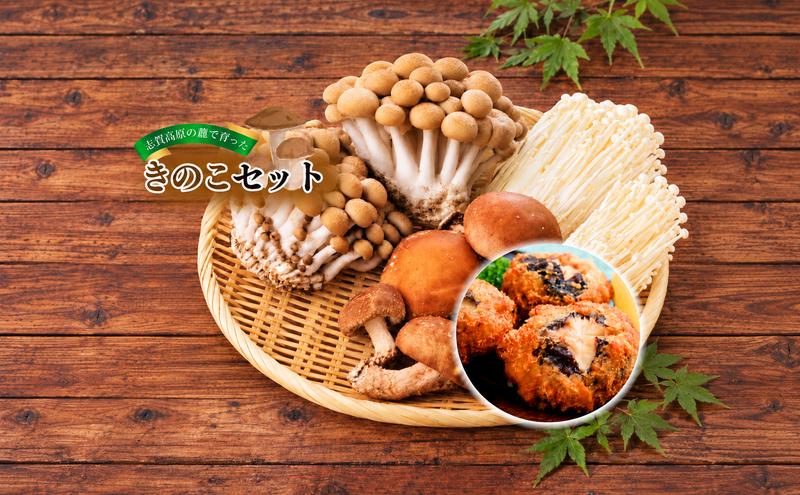【2026年発送】志賀高原の麓で育った きのこセット きのこ 詰め合わせ セット えのき ぶなしめじ しいたけ 長野