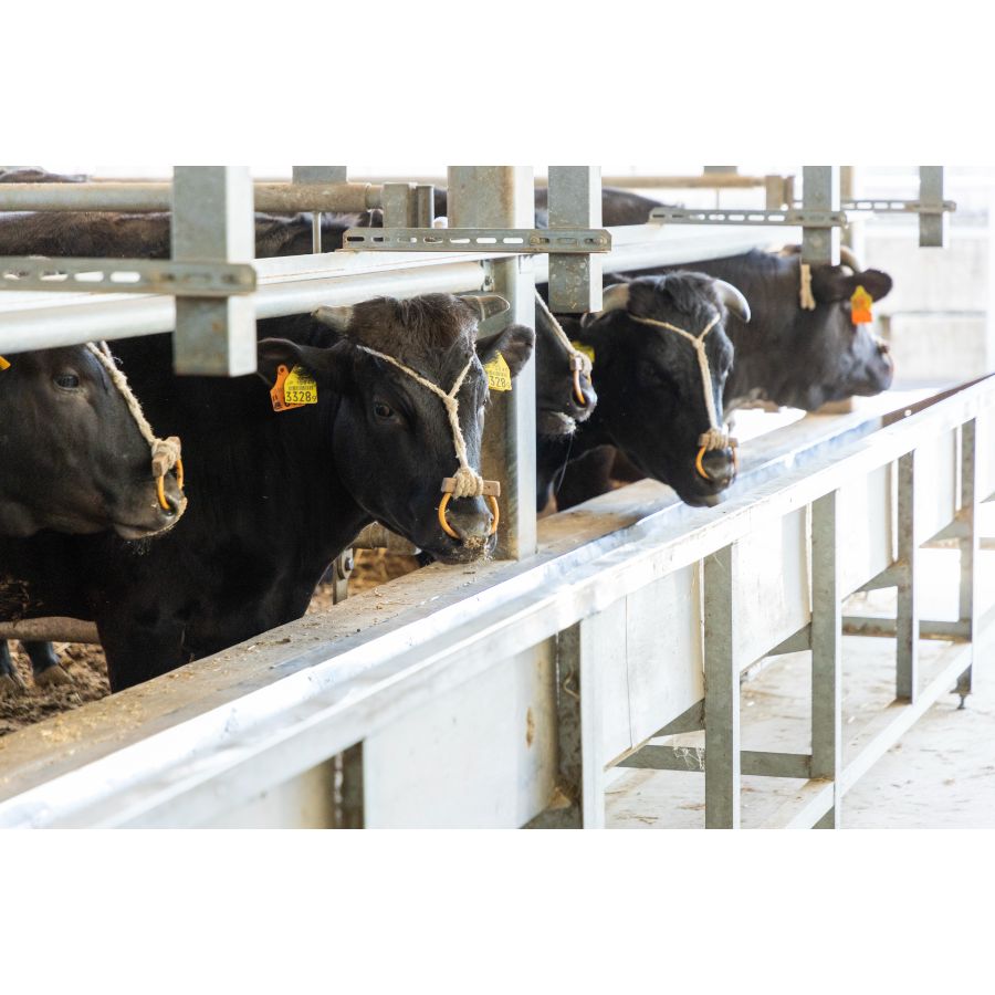 ＜肉のマルセ＞三田マルセ牛　贅沢定期便　3ヵ月コース