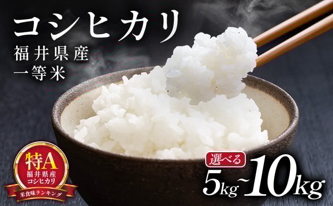 
            先行予約 / 数量限定【令和7年産 新米】福井県産 コシヒカリ 一等米 5kg または10kg ＜10月中旬以降順次発送予定＞【米 コメ お米 ブランド米 白米 精米 こしひかり 国産 北陸 5kg 10kg ご飯 ごはん 小分け 家庭用 ふるさと納税米】[101-a001/101-a201]
          